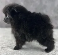 Ashley, a female Pomeranian for sale in Mineral City, OH – Photo 3 of 4