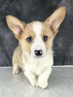 Chip (Tailed Baby! ❤️), a male Pembroke Welsh Corgi for sale in Mineral City, OH – Photo 3 of 7