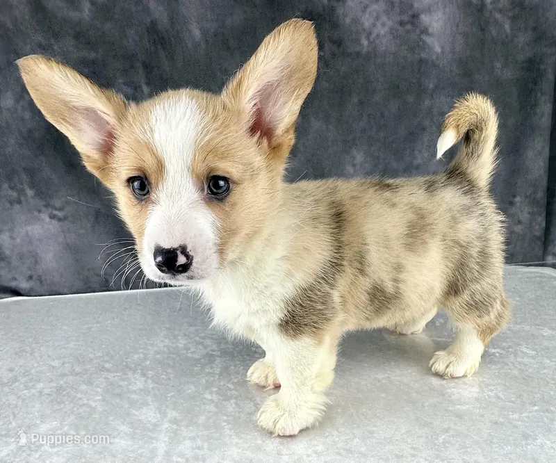 Chip (Tailed Baby! ❤️)