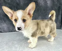 Chip (Tailed Baby! ❤️), a male Pembroke Welsh Corgi for sale in Mineral City, OH – Photo 1 of 7