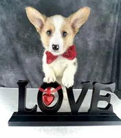 Chip (Tailed Baby! ❤️), a male Pembroke Welsh Corgi for sale in Mineral City, OH – Photo 2 of 7