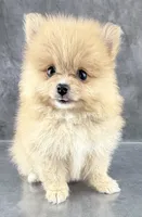 Roo AKC, a female Pomeranian for sale in Mineral City, OH – 4 of 6