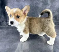 Trixie (Tailed Baby ❤️), a female Pembroke Welsh Corgi for sale in Mineral City, OH – Photo 2 of 7