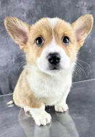 Trixie (Tailed Baby ❤️), a female Pembroke Welsh Corgi for sale in Mineral City, OH – Photo 4 of 7