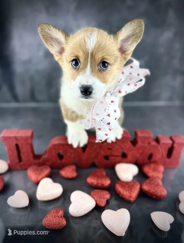 Trixie (Tailed Baby ❤️)