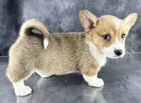 Trixie (Tailed Baby ❤️), a female Pembroke Welsh Corgi for sale in Mineral City, OH – Photo 3 of 7