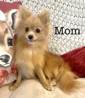 Cleo AKC, a female Pomeranian for sale in Mineral City, OH – 5 of 6