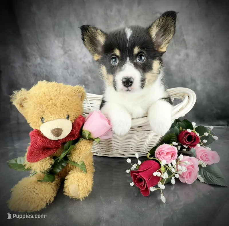 Penny ( Tailed Baby ❤️)