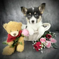 Penny ( Tailed Baby ❤️), a female Pembroke Welsh Corgi for sale in Mineral City, OH – Photo 1 of 6