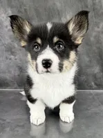 Penny ( Tailed Baby ❤️), a female Pembroke Welsh Corgi for sale in Mineral City, OH – Photo 4 of 6