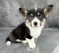 Penny ( Tailed Baby ❤️), a female Pembroke Welsh Corgi for sale in Mineral City, OH – Photo 3 of 6