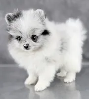 Bitsy AKC, a female Pomeranian for sale in Mineral City, OH – 2 of 7