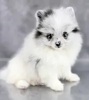 Bitsy AKC, a female Pomeranian for sale in Mineral City, OH – 4 of 7
