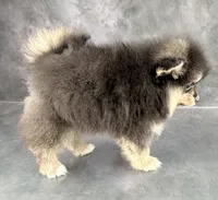 Dash AKC, a male Pomeranian for sale in Mineral City, OH – 2 of 7