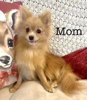 Dash AKC, a male Pomeranian for sale in Mineral City, OH – 6 of 7