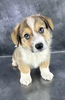 Ace, a male Pembroke Welsh Corgi for sale in Mineral City, OH – Photo 1 of 10