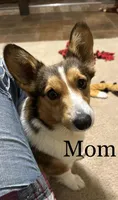 Ace, a male Pembroke Welsh Corgi for sale in Mineral City, OH – Photo 7 of 10