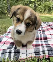 Ace, a male Pembroke Welsh Corgi for sale in Mineral City, OH – Photo 4 of 10