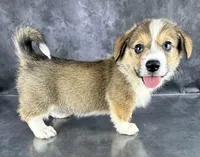 Ace, a male Pembroke Welsh Corgi for sale in Mineral City, OH – Photo 3 of 10