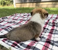 Ace, a male Pembroke Welsh Corgi for sale in Mineral City, OH – Photo 6 of 10