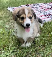 Ace, a male Pembroke Welsh Corgi for sale in Mineral City, OH – Photo 5 of 10