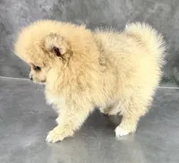 Roo AKC, a female Pomeranian for sale in Mineral City, OH – 3 of 6