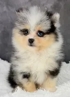 Ralphie (AKC), a male Pomeranian for sale in Mineral City, OH – Photo 3 of 8