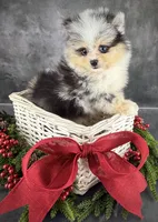 Ralphie (AKC), a male Pomeranian for sale in Mineral City, OH – Photo 1 of 8