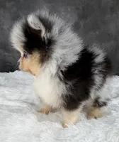 Ralphie (AKC), a male Pomeranian for sale in Mineral City, OH – Photo 2 of 8