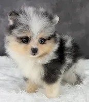 Ralphie (AKC), a male Pomeranian for sale in Mineral City, OH – Photo 5 of 8