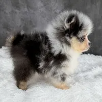 Ralphie (AKC), a male Pomeranian for sale in Mineral City, OH – Photo 4 of 8
