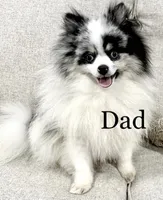 Ralphie (AKC), a male Pomeranian for sale in Mineral City, OH – Photo 8 of 8