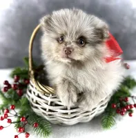 Banjo, a male Pomeranian for sale in Mineral City, OH – Photo 1 of 4