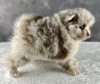 Banjo, a male Pomeranian for sale in Mineral City, OH – Photo 4 of 4