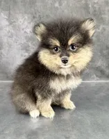 Dash AKC, a male Pomeranian for sale in Mineral City, OH – 5 of 7