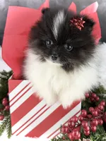 Tiny Tim (AKC), a male Pomeranian for sale in Mineral City, OH – Photo 1 of 6