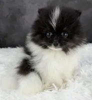 Tiny Tim (AKC), a male Pomeranian for sale in Mineral City, OH – Photo 4 of 6