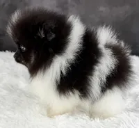 Tiny Tim (AKC), a male Pomeranian for sale in Mineral City, OH – Photo 2 of 6