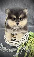 Dash AKC, a male Pomeranian for sale in Mineral City, OH – 1 of 7