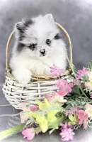 Bitsy AKC, a female Pomeranian for sale in Mineral City, OH – 1 of 7
