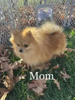 Kobe (AKC teacup), a male Pomeranian for sale in Mineral City, OH – Photo 6 of 7
