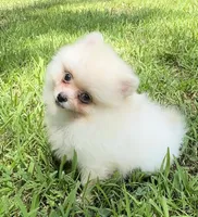 Kobe (AKC teacup), a male Pomeranian for sale in Mineral City, OH – Photo 4 of 7