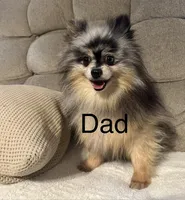 Kobe (AKC teacup), a male Pomeranian for sale in Mineral City, OH – Photo 7 of 7