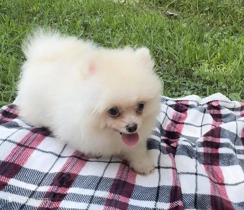 Kobe (AKC teacup), a male Pomeranian for sale in Mineral City, OH – Photo 1 of 7