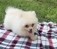 Kobe (AKC teacup), a male Pomeranian for sale in Mineral City, OH – Photo 1 of 7
