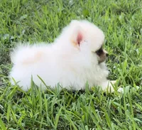 Kobe (AKC teacup), a male Pomeranian for sale in Mineral City, OH – Photo 2 of 7