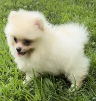 Kobe (AKC teacup), a male Pomeranian for sale in Mineral City, OH – Photo 5 of 7
