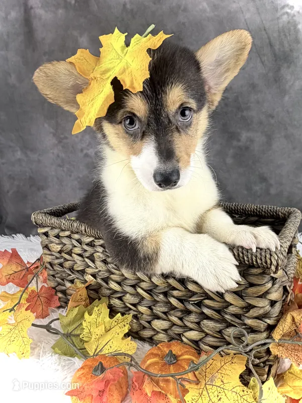 Charlie (Tailed Baby)  – Pembroke Welsh Corgi puppy for sale in Mineral City, OH