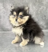 Cleo AKC, a female Pomeranian for sale in Mineral City, OH – 4 of 6