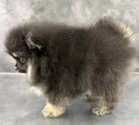 Zeke AKC, a male Pomeranian for sale in Mineral City, OH – 2 of 6